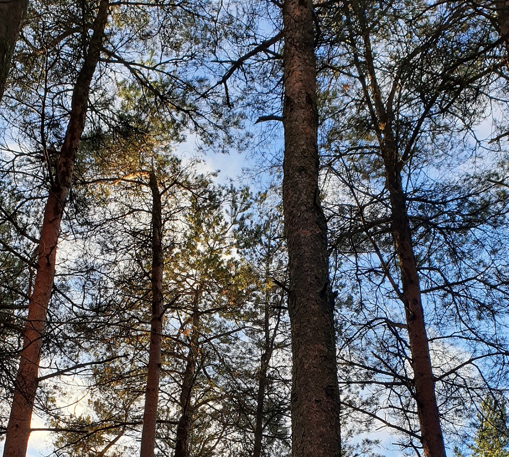 forest bathing