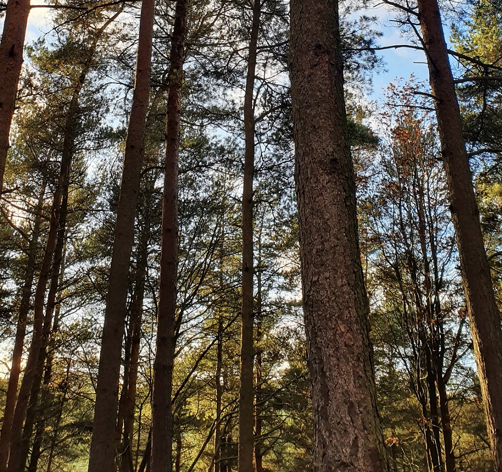 forest bathing