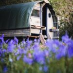 Wildflower Wood Glamping